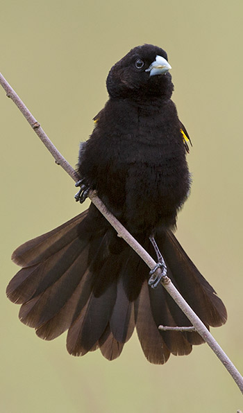 White-winged Widowbird male